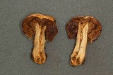 Cortinarius pinguis image