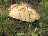 Neolentinus ponderosus image