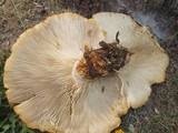 Neolentinus ponderosus image