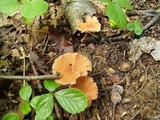 Laccaria laccata f. laccata image