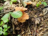 Laccaria laccata f. laccata image