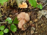 Laccaria laccata f. laccata image