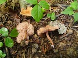Laccaria laccata f. laccata image