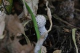 Leucocoprinus cretaceus image