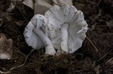 Leucocoprinus cretaceus image