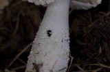Leucocoprinus cretaceus image