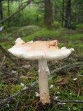 Amanita rubescens var. rubescens image