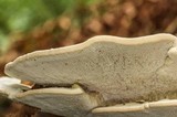 Trametes gibbosa image