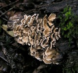 Steccherinum ochraceum image