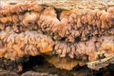 Phlebia radiata image