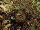 Lactarius turpis image