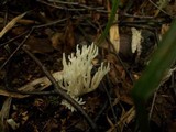 Clavulina coralloides image
