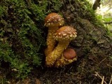 Hemistropharia albocrenulata image