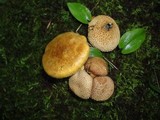 Pseudoboletus parasiticus image
