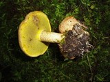 Pseudoboletus parasiticus image