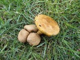 Pseudoboletus parasiticus image