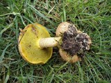 Pseudoboletus parasiticus image