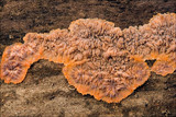 Phlebia radiata image