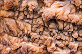 Phlebia radiata image
