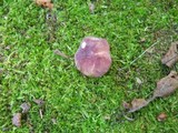 Russula mariae image