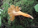 Craterellus lutescens image
