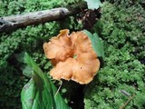 Craterellus lutescens image