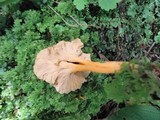 Craterellus lutescens image
