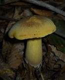 Boletus vermiculosoides image