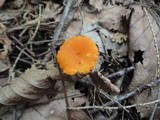Hygrocybe miniata image