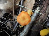 Hygrocybe miniata image