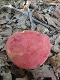 Boletus roodyi image