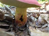 Boletus roodyi image