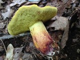 Boletus roodyi image