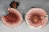 Russula subtilis image