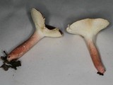 Russula subtilis image