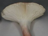 Russula subtilis image