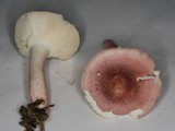 Russula subtilis image