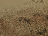 Russula subtilis image