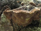 Phellinus chrysoloma image