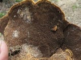 Phellinus chrysoloma image