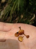 Pholiota highlandensis image