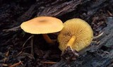 Callistosporium luteo-olivaceum image