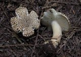 Echinoderma asperum image