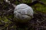Catathelasma ventricosum image