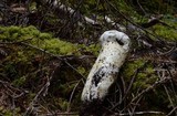 Catathelasma ventricosum image