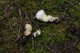 Catathelasma ventricosum image