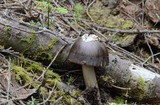 Amanita pachycolea image