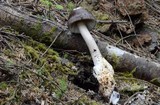 Amanita pachycolea image