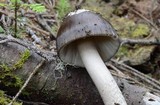Amanita pachycolea image