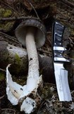 Amanita pachycolea image